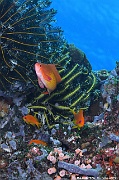 Pseudanthias squamipinnis Ambiance Maldives Fish Head-8m-20240423-da-DSC_6196_tn